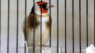 החזקת חוחיות נפוצה באלג'יריה, אך אנשי שימור קוראים להגן על המין מפני צייד וסחר בלתי חוקיים