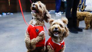 כלבים במשחק של וושינגטון וויזארדס