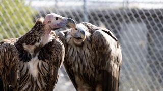 קטורה ומדיין בביתם החדש