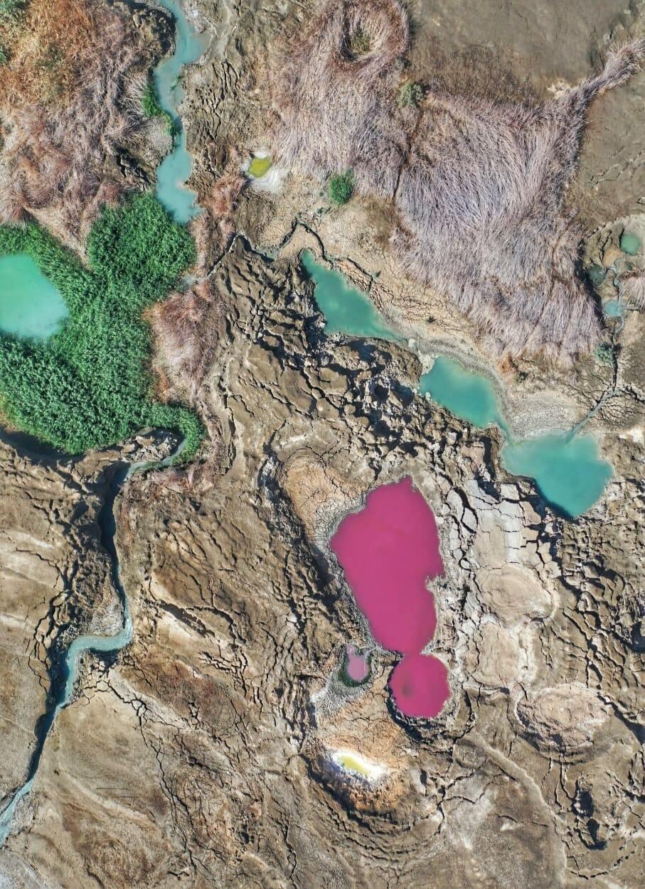בולען ורוד חי בשלום לצד בולענים ירוקים