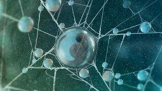 גופיף בלביאני