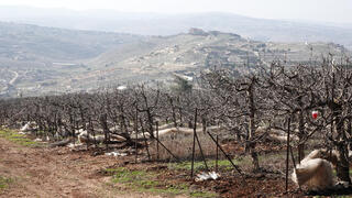 החורבן שנגרם למטעים בצפון בגלל המלחמה