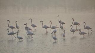 פלמינגו  בכפר רופין