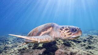 ביקור נדיר. צבת הים החומה במפרץ אילת