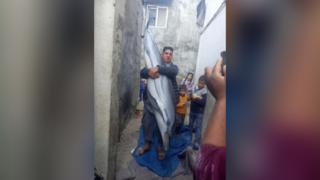  אזרח תפס דולפין בחופי חאן יונס