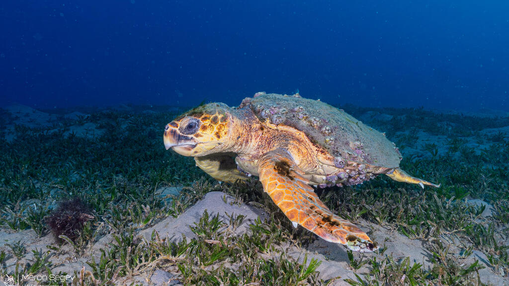 Rare brown sea turtle swimming off coast of Eilat (Photo: Meron Segev Nature and Parks Authority) צבת הים במפרץ אילת