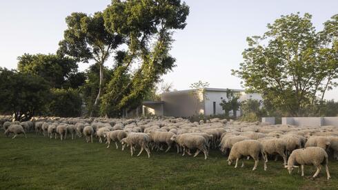 שני בתים על נחלה אחת, ינעם. תכנון ועיצוב: נוימן חיינר אדריכלים