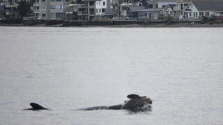 טהלקווה, נקבת הלוויתן הקטלן, כפי שתועדה ב-1 בינואר 2025, כשהיא נושאת את גורתה המתה