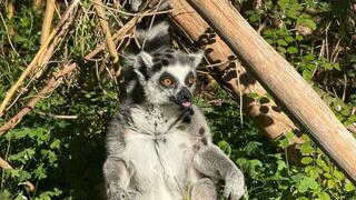 מור נקבת הלמור בספארי