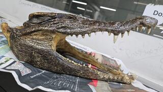 גולגולת של תנין שנמצאה במזוודה של נוסע בהודו