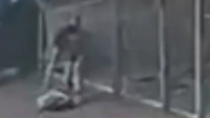 החשוד מטיח את החתול על הקרקע