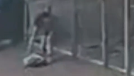 החשוד מטיח את החתול על הקרקע