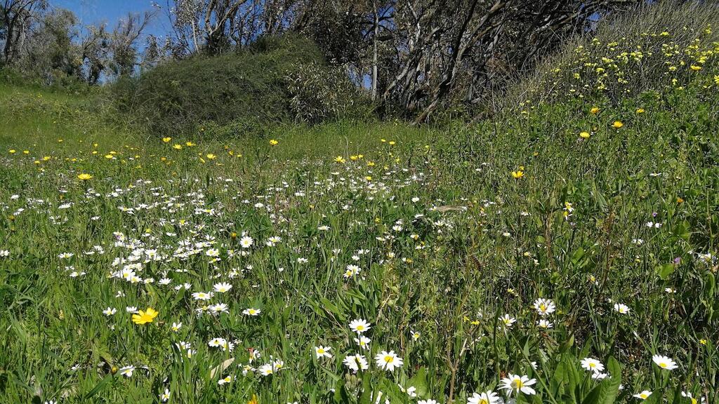 Sharon Beach Nature Reserve
(Photo: Assaf Rosen) גן לאומי חוף השרון