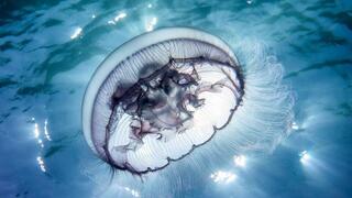 חזרה לאילת. מדוזה ירחית ארבע-קשתות