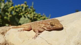 שממית חומות מצרית במחקר