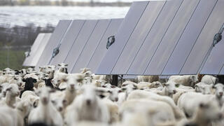AP_Solar_Sheep_Texas_59286--47ea4643288.jpg