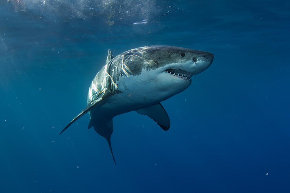 Great white shark (Photo: Shutterstock) כריש עמלץ לבן