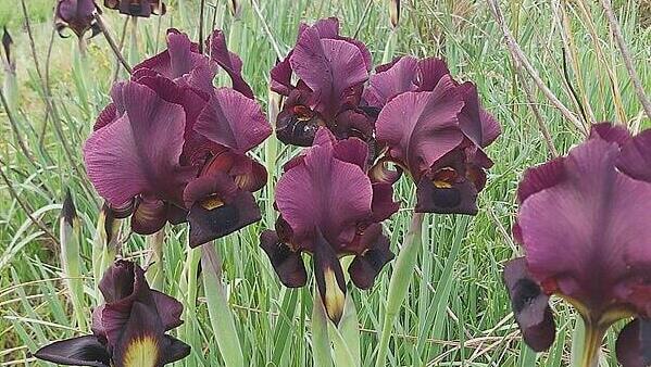 אירוס הארגמן