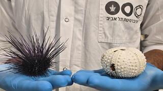 קיפוד הים Diadema setosum לפני (שמאל) ואחרי (ימין) התמותה. השלד הלבן נחשף לאחר פרוק הרקמה ונשירת הקוצים