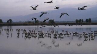 אגמון החולה במזג אוויר חורפי