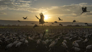 אגמון החולה במזג אוויר חורפי