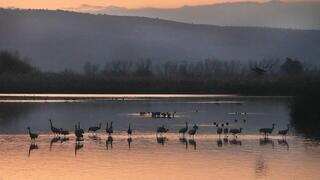 אגמון החולה במזג אוויר חורפי