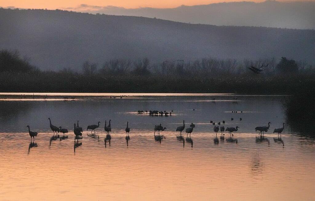 Photo: Efi Shrir אגמון החולה במזג אוויר חורפי