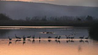 אגמון החולה במזג אוויר חורפי