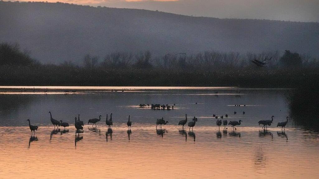 Заповедник Агмон ха-Хула (Фото: Эфи Шрир) אגמון החולה במזג אוויר חורפי