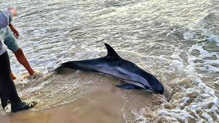 הדולפינה בחוף אולגה
