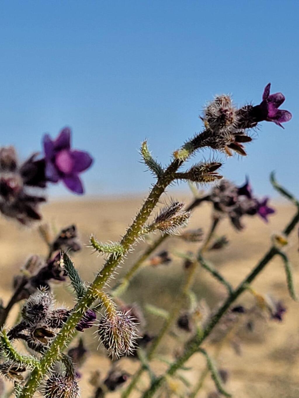 לשון-שור נגבית