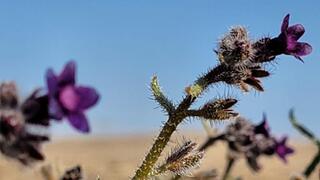 לשון-שור נגבית