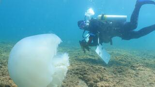 ניטור בים התיכון
