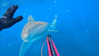 אלמוג עטר הודף את הכרישה העפרורית בחדרה