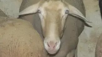 כבשה 1 (משמאל) וכבשה 17 (מימין) בתמונות מתוך המחקר