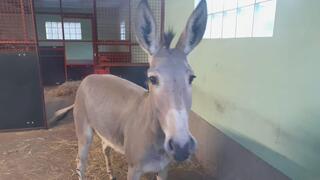 ברוקו מסתגל לביתו החדש בגרמניה