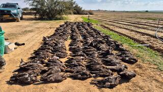 מראה מזעזע בנגב. הדיות השחורות המתות