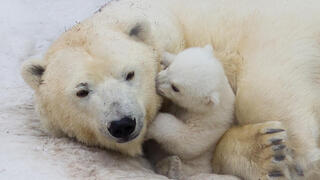 נקבת דוב קוטב והגור שלה