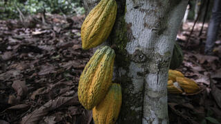 תרמילי קקאו בחוף השנהב