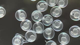 עוברים של דגי זברה בתוך הביצה