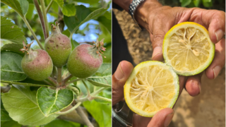 נזקי ברד בתפוחים, נזקי חום בלימון