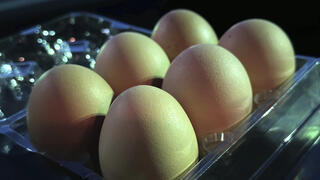 אילוס אילוסטרציה ביצים 