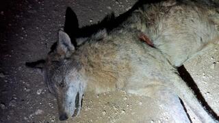 הזאב שהורעל למוות