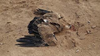 הפגר של הנשר A31