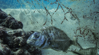 פינוי רשת רפאים בשיתוף מתנדבי משמר הים של התאחדות הצלילה