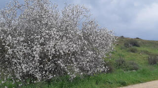 פריחת השקדייה בבית גוברין