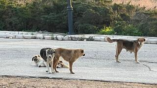 כלבים משוטטים בצפון
