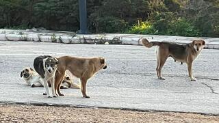 כלבים משוטטים בצפון