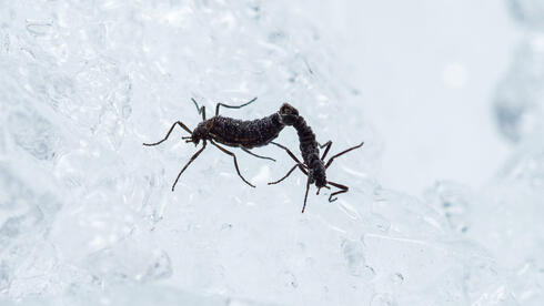 החרק בלגיקה אנטארקטיקה