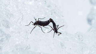 החרק בלגיקה אנטארקטיקה